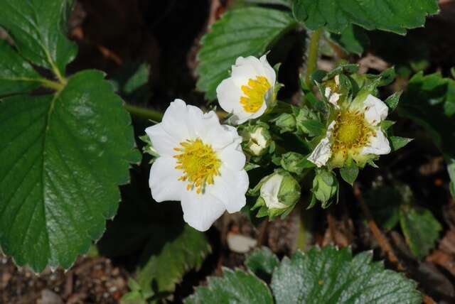 Image of strawberry