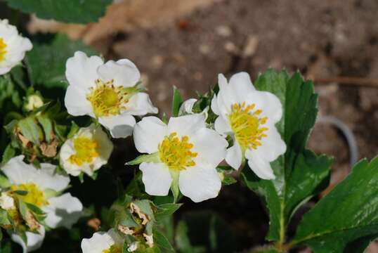 Image of strawberry