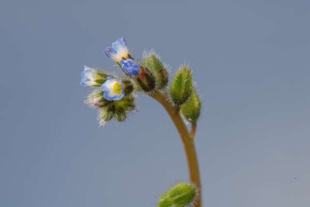 Image of forget-me-not