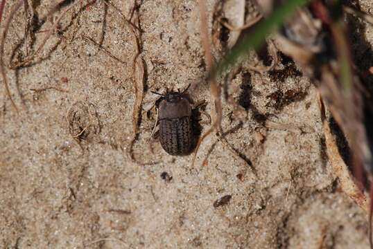 Слика од <i>Opatrum sabulosum</i>