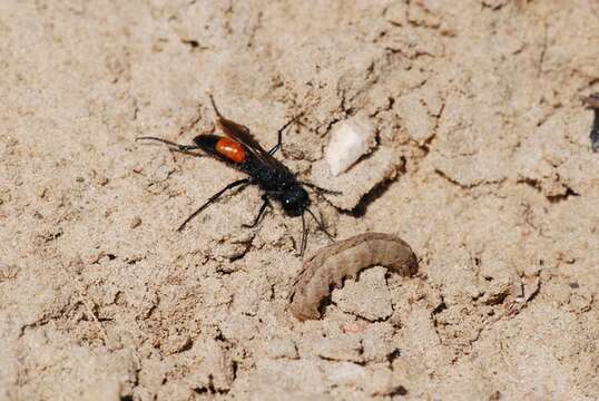 Image of Cutworm Wasps