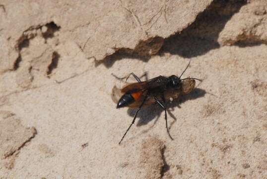 Image of Cutworm Wasps