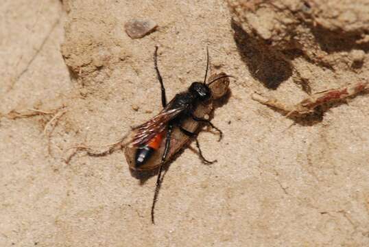 Image of Cutworm Wasps