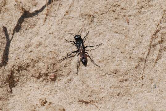 Image of Cutworm Wasps