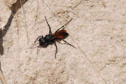 Image of Cutworm Wasps