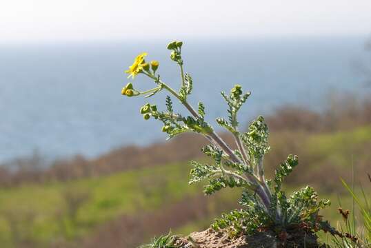 Image of eastern groundsel