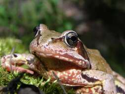 Image of true frogs