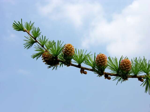 Image of larch