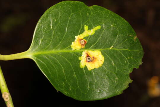 Image of European Holly Leafminer