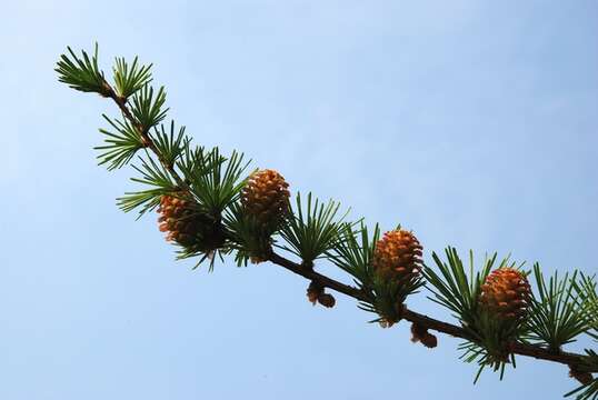 Image of larch