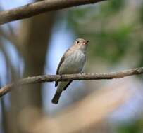 Image of Asian Brown Flycatcher