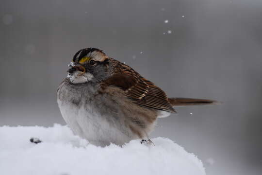 Image of White-throated Sparrow