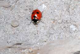 صورة <i>Coccinella quinquepunctata</i>