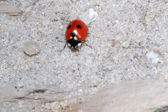 Image of <i>Coccinella quinquepunctata</i>