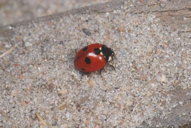 صورة <i>Coccinella quinquepunctata</i>