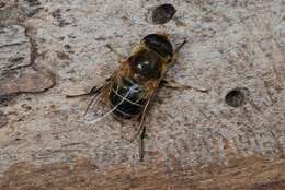 Слика од Eristalis interrupta (Poda 1761)