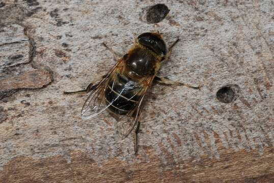 Слика од Eristalis interrupta (Poda 1761)