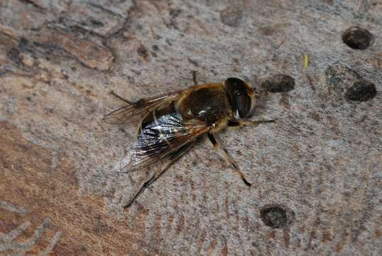 Image of Eristalis interrupta (Poda 1761)