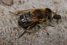 Слика од Eristalis interrupta (Poda 1761)