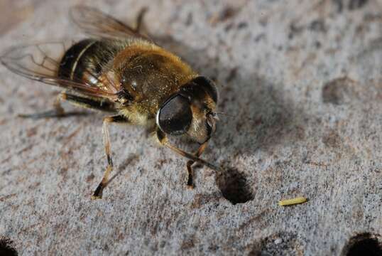 Image of Eristalis interrupta (Poda 1761)