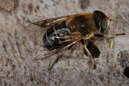 Слика од Eristalis interrupta (Poda 1761)