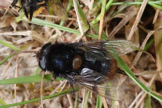 Image of Eristalis intricaria (Linnaeus 1758)