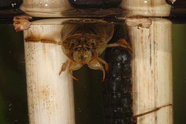 Image of creeping water bugs