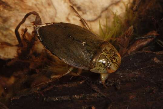 Image of creeping water bugs