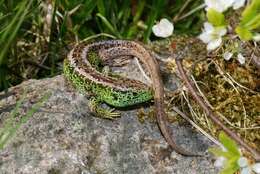 Image of Two-faced Neusticurus