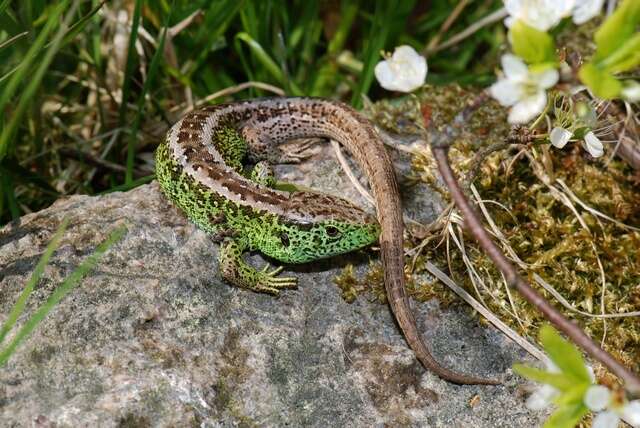 Image of Two-faced Neusticurus