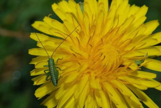 Image of katydid