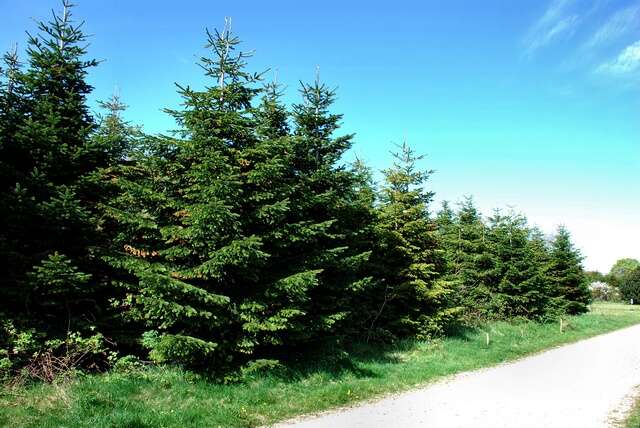 Image of Fir