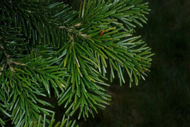 Image of Fir