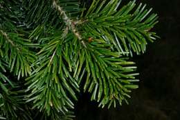 Image of Fir