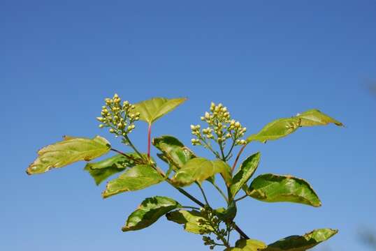 Imagem de Acer tataricum subsp. ginnala (Maxim.) Wesmael