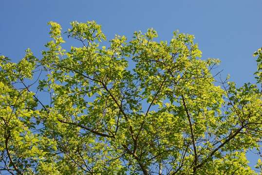 Image of Amur Maple