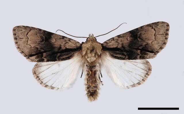 Acronicta resmi