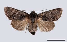 Imagem de Acronicta menyanthidis Vieweg 1790