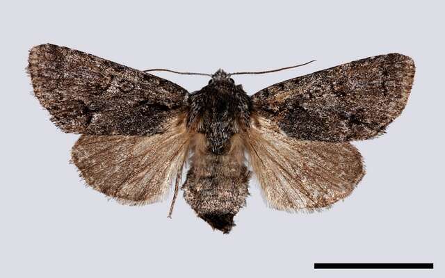 Imagem de Acronicta menyanthidis Vieweg 1790