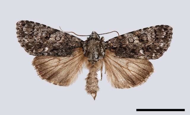 Image of Dagger Moths