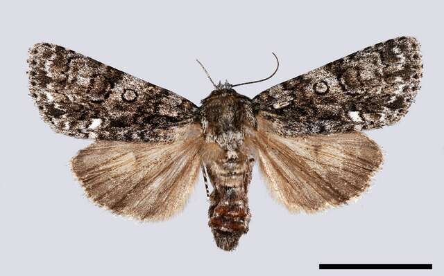 Image of Dagger Moths