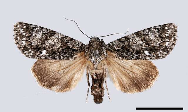 Image of Dagger Moths