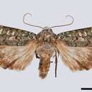 Image of portland moth