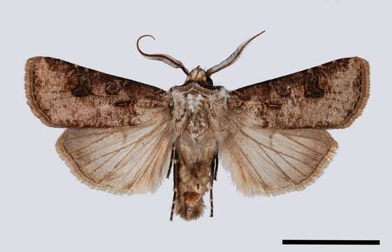 Image of Agrotis