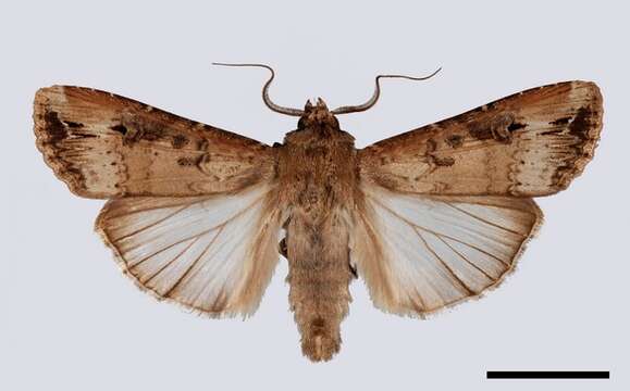 Image of Agrotis