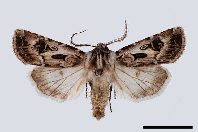 Agrotis vestigialis Hüfnagel 1766的圖片