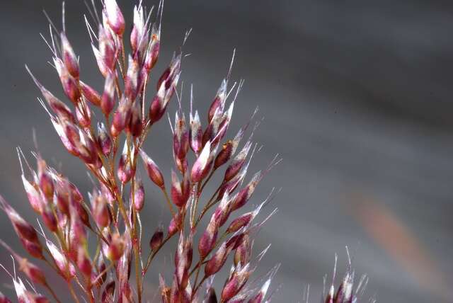 Image of hairgrass