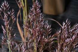 Image of hairgrass