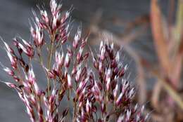 Image of hairgrass