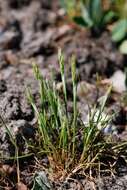 Image of hairgrass